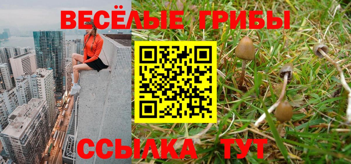 Псилоцибиновые грибы Cubensis  Вход с VPN  Гурьевск 